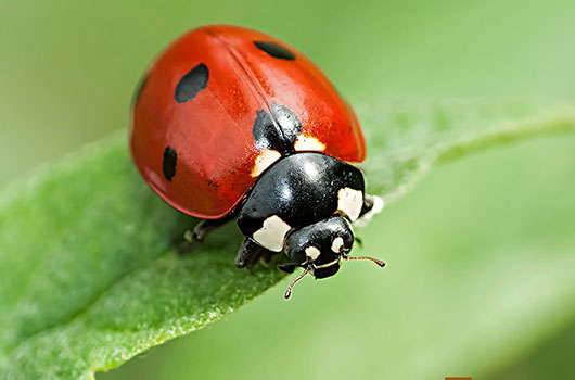 Coccinnelles