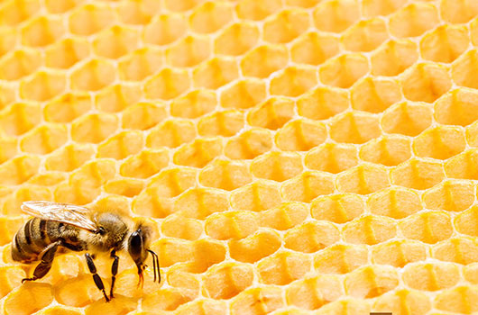 Abeilles