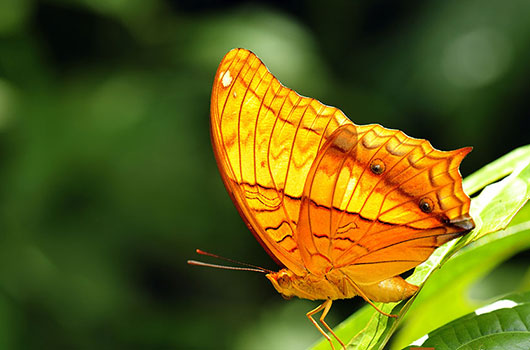 Monde des insectes