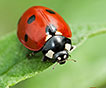 coccinnelle