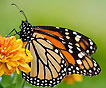 papillion monarque