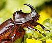 scarabe corne